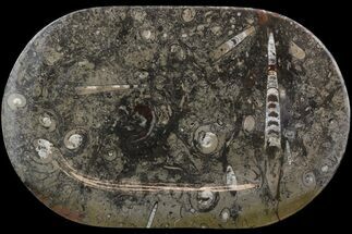 Fossil Orthoceras & Goniatite Plate - Stoneware #51451