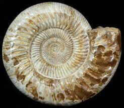 Large, Ammonite (Kranosphinctites?) Fossil - Jurassic #51687
