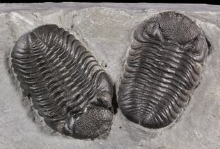 Exceptional Double Eldredgeops Trilobite Plate - New York #31528
