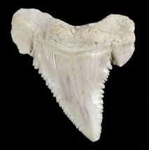 , Heavily Serrated Fossil Shark (Palaeocarcharodon) Tooth #51911