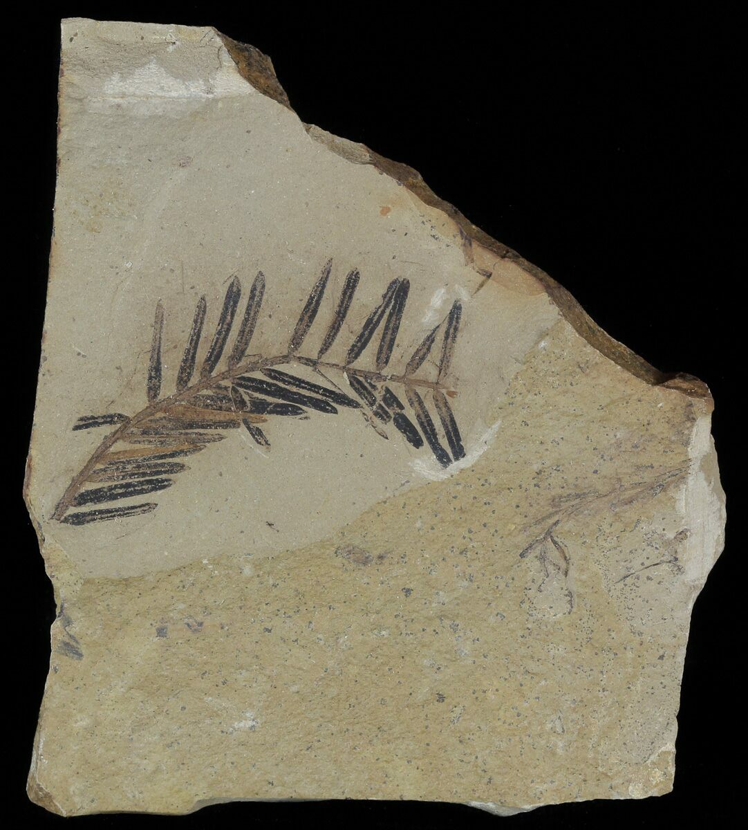 metasequoia fossil metasequoia fossil