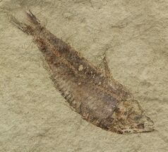 Fossil Fish (Gosiutichthys) - Lake Gosiute #52251