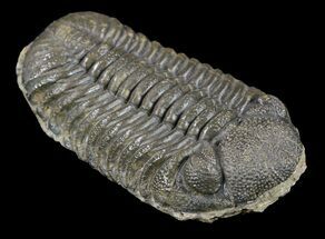 Morocops Trilobite - Nearly Removed From Rock #52423