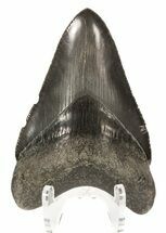Serrated, Dark Grey, Megalodon Tooth - Georgia #52412