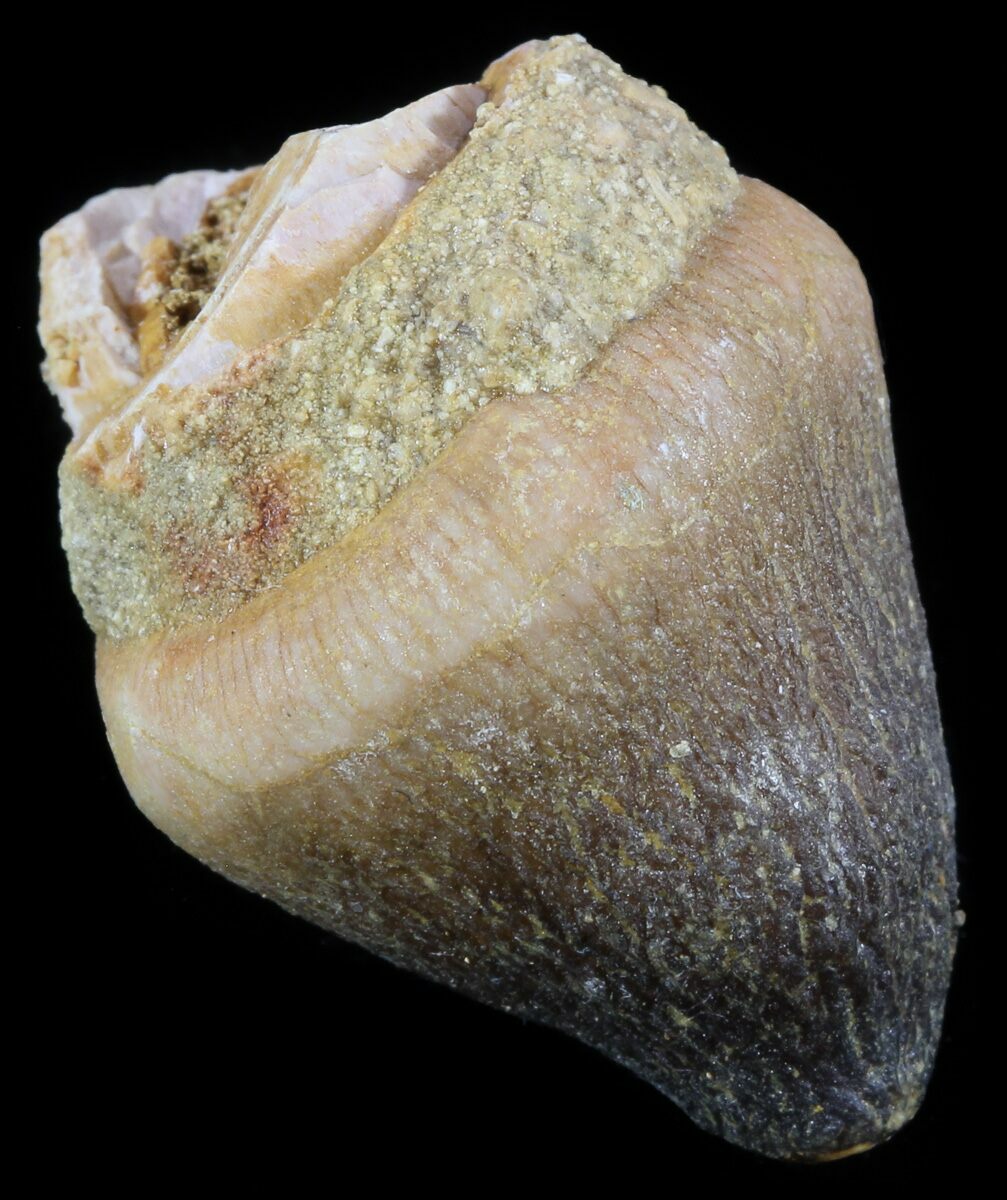 mosasaur tooth price