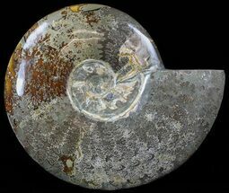 Wide, Polished Ammonite Fossil - Madagascar #52518