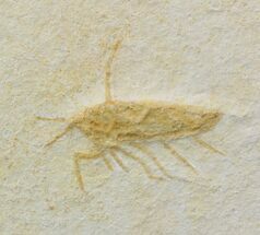 Jurassic Fossil Insect - Solnhofen Limestone #52504