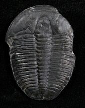 Loose Elrathia Kingii Trilobite #4755