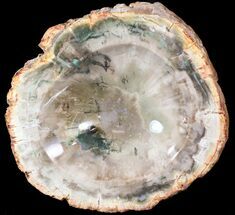Polished Madagascar Petrified Wood Dish - #53253