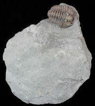 Flexicalymene Trilobite In Shale - Ohio #52672