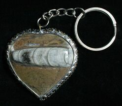 Brown Fossil Orthoceras Heart Keychain #4795