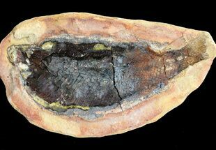 Triassic Fossil Fish In Nodule (Pos/Neg) - Madagascar #53656