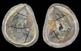 Triassic Fossil Fish In Nodule (Pos/Neg) - Madagascar #53663