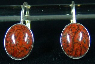 Dark Red, Polished Dinosaur Bone (Gembone) Earrings #54105