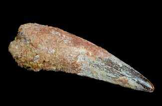 Bagain Inch Spinosaurus Tooth #4843