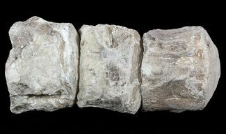 Three Associated Mosasaur (Platecarpus) Caudal Vertebra - Kansas #54271