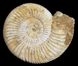 Perisphinctes Ammonite - Cyber Monday Special! #54238