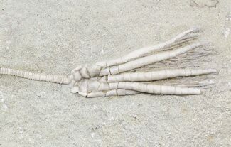 Scytalocrinus Crinoid With Long Stem - Indiana #55159