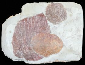 Three Fossil Leaves (Zizyphoides, Davidia & Beringiaphyllum) #55139
