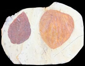 Two Paleocene Fossil Leaves (Beringiaphyllum & Zizyphus?) - Montana #55140