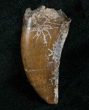 Big Nanotyrannus Tooth - South Dakota #4546