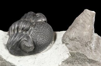 Enrolled Eldredgeops (Phacops) Trilobite With Horn Coral #55001
