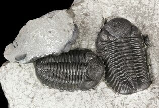 Three Eldredgeops (Phacops) Trilobites - New York #55004