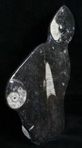 Fossil Goniatite & Orthoceras Sculpture - / (Repaired) #4945