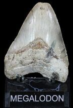 Serrated, Megalodon Tooth - North Carolina #54904