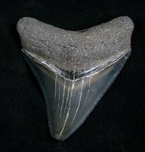 Inch Serrated Megalodon Tooth #4968