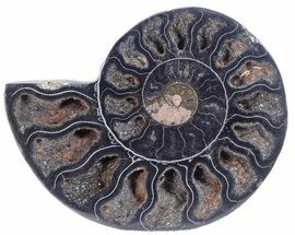 Split Black Ammonite (Half) - Unusual Coloration #55629