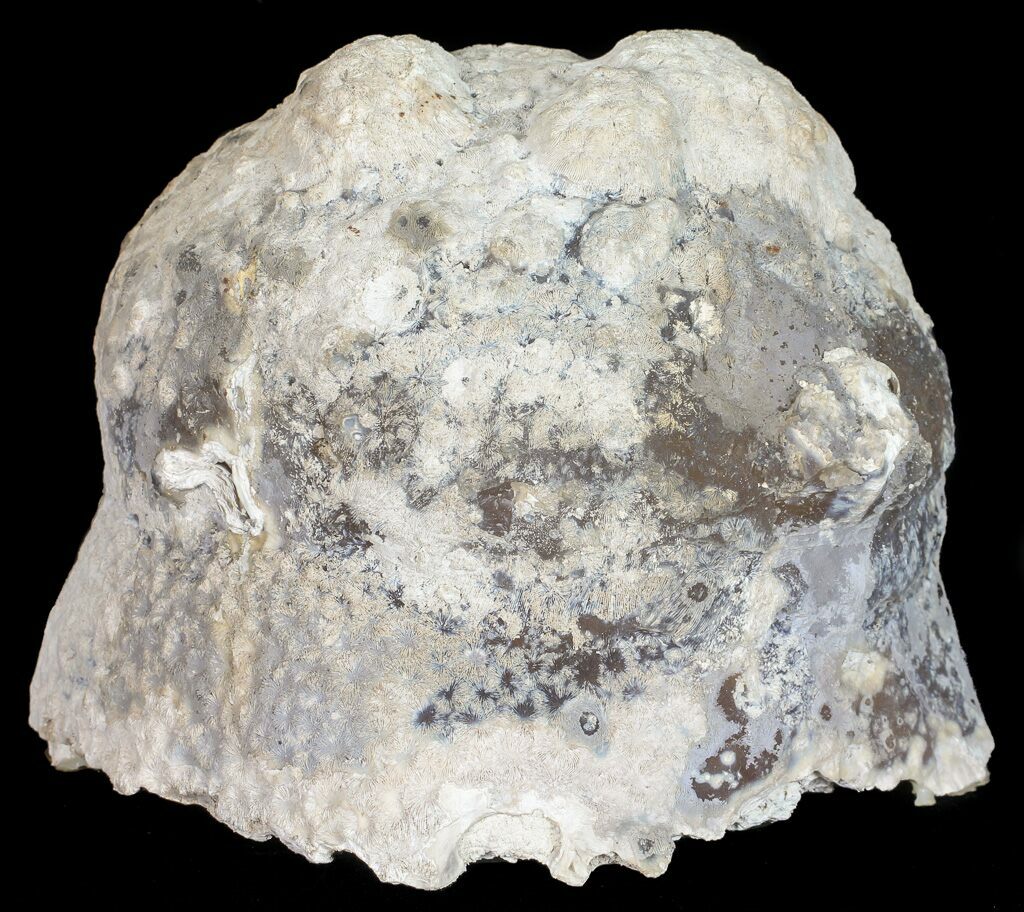 5.6" Agatized Fossil Coral (Botryoidal Chalcedony) - Florida.