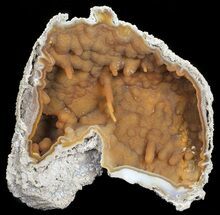 Agatized Fossil Coral (Sparkly Chalcedony) - Florida #56129