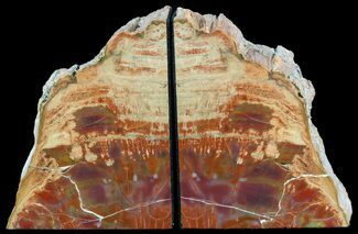 Tall, Red/Purple, Arizona Petrified Wood Bookends #56037