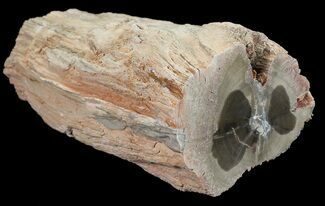 Petrified Wood (Arucaria) Limb Section - Amarillo, Texas #56219