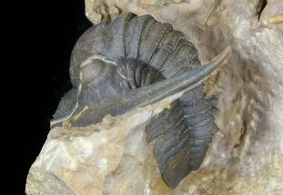 Very Rare Tropidocoryphe Trilobite - Proetid With Axial Spines #56256