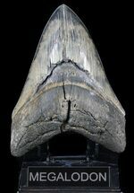 Serrated, Fossil Megalodon Tooth - Beautiful Monster #56467