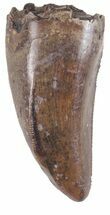 Small Theropod Premax Tooth (Nanotyrannus?) - Montana #56471