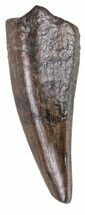Juvenile Tyrannosaur Premax Tooth (Aublysodon) - Montana #56473