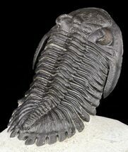 Large, Hollardops Trilobite - Exceptional Specimen #56553