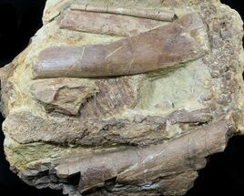 Edmontosaurus (Hadrosaur) Bones In Rock - Wyoming #56762