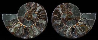 Polished Ammonite Pair - Cyber Monday Deal! #51752