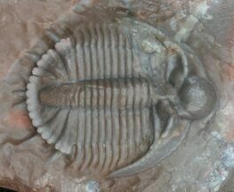 Transluscent Basseiarges Trilobite - Cyber Monday Deal! #40141