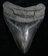 Sharp Megalodon Tooth #5016