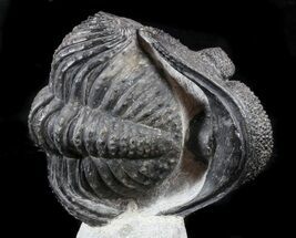 Enrolled, Drotops Trilobite On Pedestal of Limestone #56804