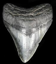 Nice Looking, Fossil Megalodon Tooth #56832