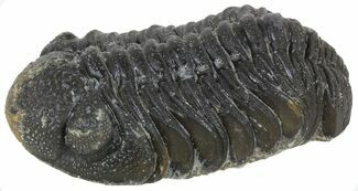 Barrandeops Trilobite Fossil - Rock Removed #55861