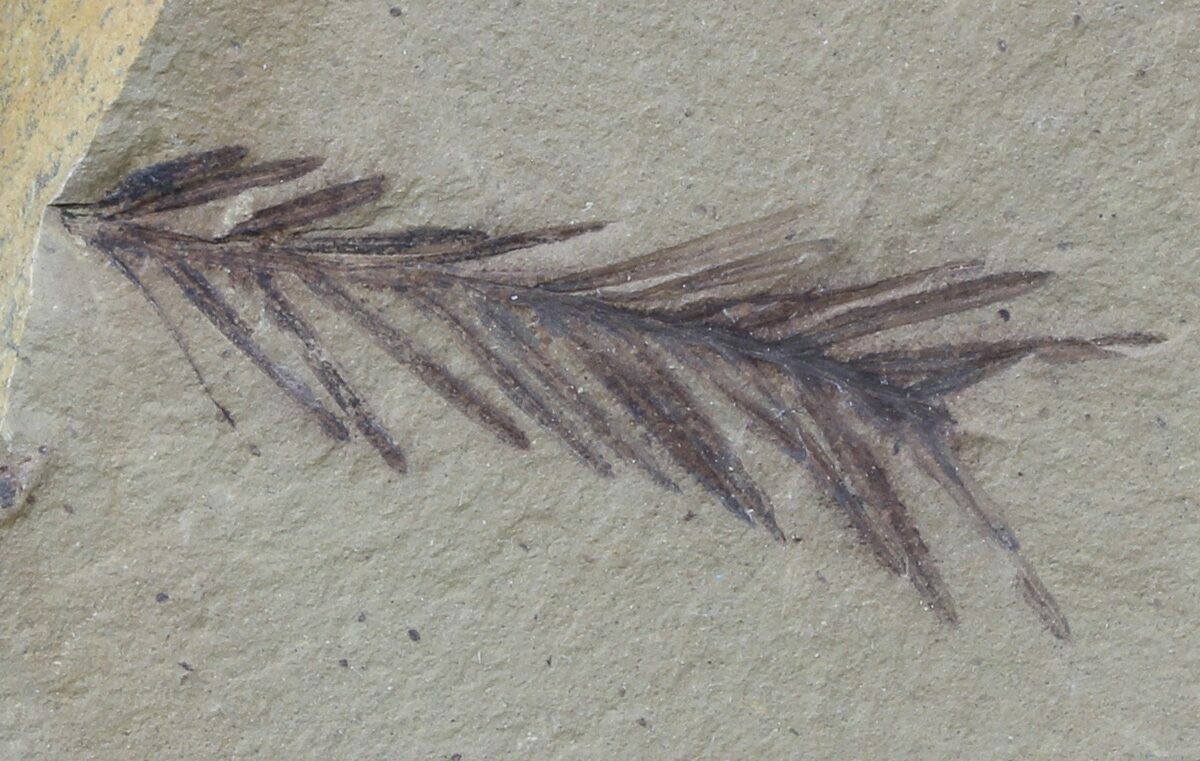 Metasequoia Dawn Redwood Fossil
