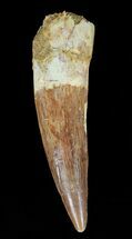 Spinosaurus Tooth - Minimal Tip Wear #57593