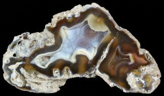 Unique, Agatized Fossil Coral Geode - Florida #57713